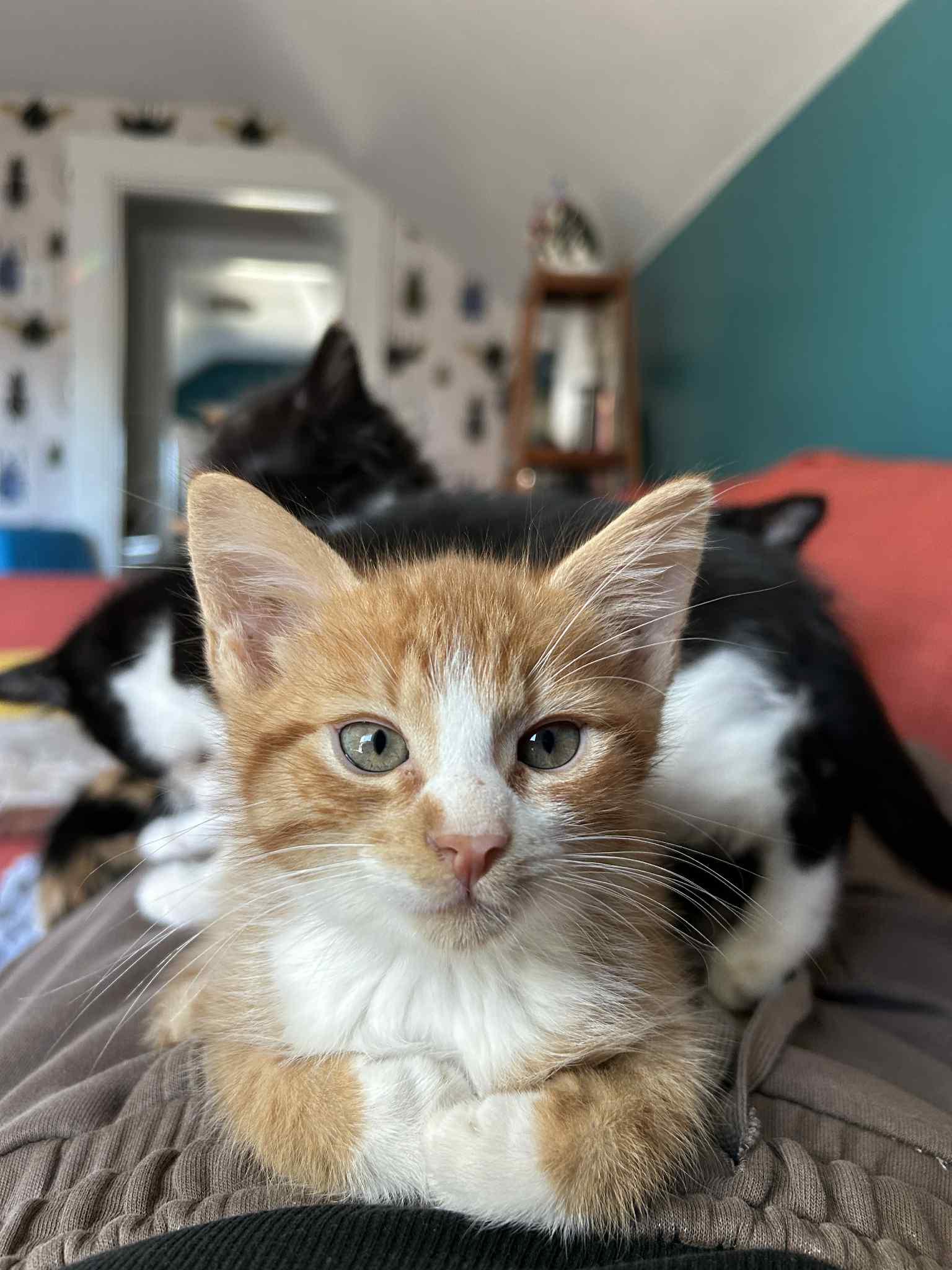 Rocky, Adopted, Kitten Male Tabby.