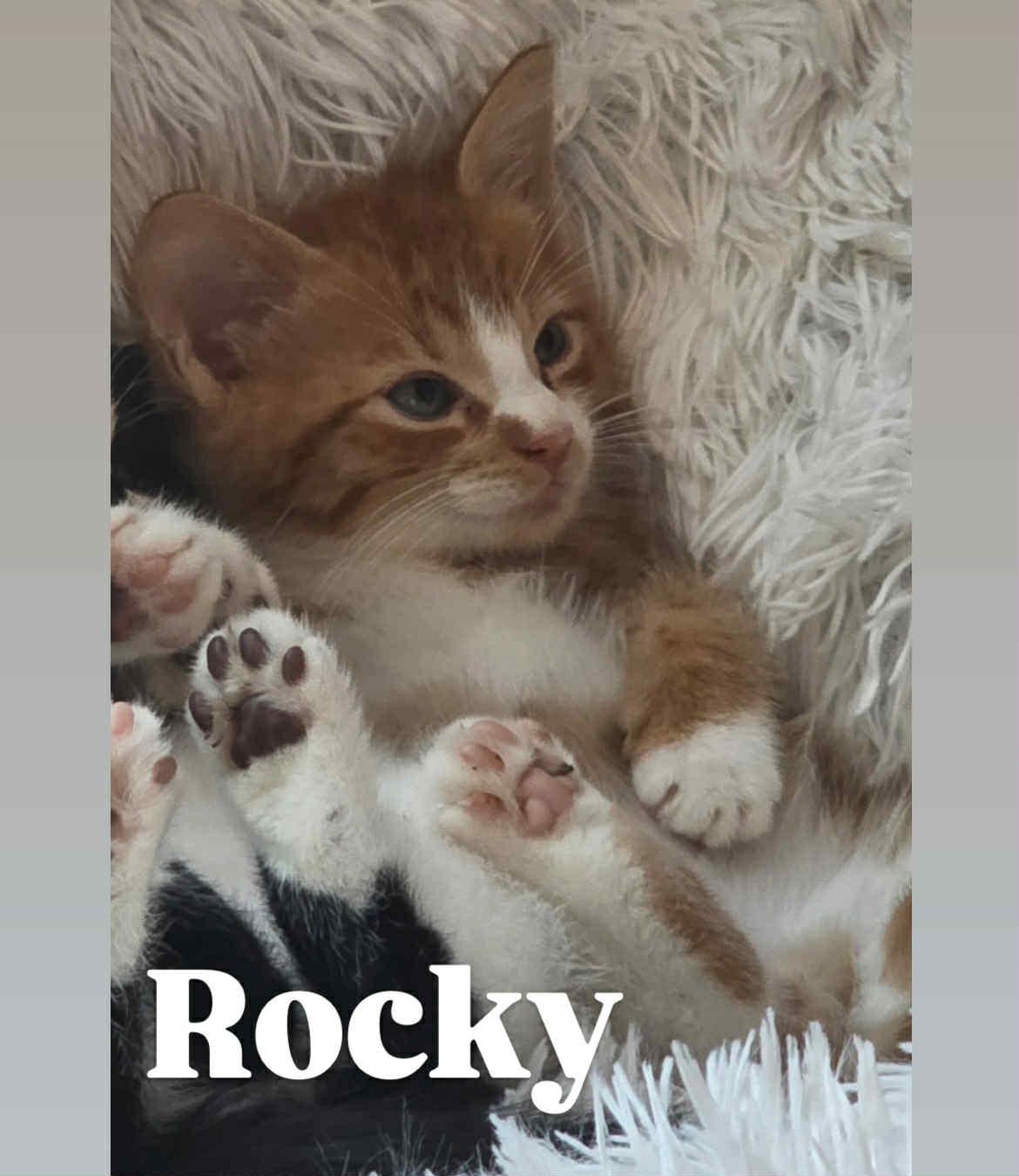 Enlarge Rocky, a Adopted Tabby in New Bedford, MA image 6/6