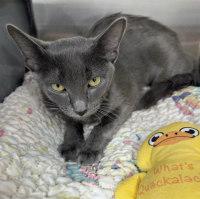 DIAMOND, Adopted, Kitten Female Domestic Short Hair.