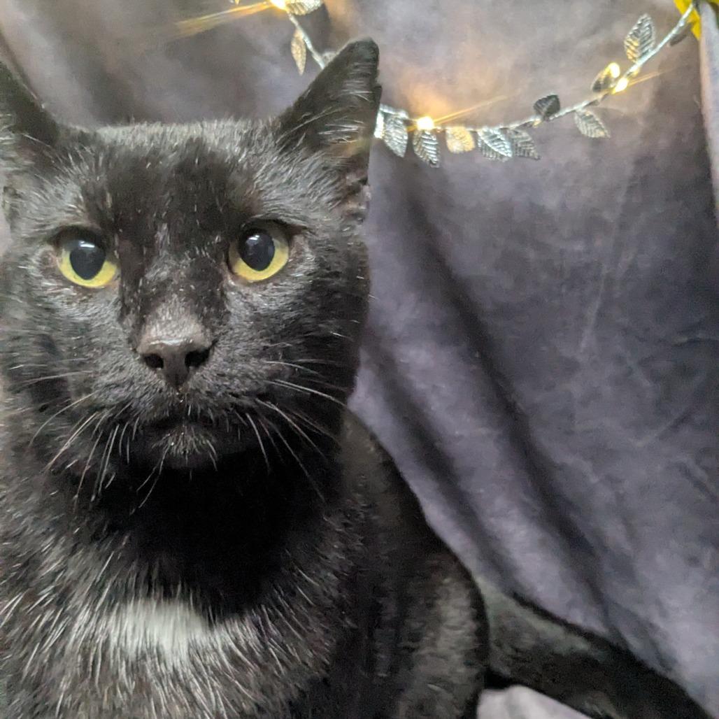 Lector, Adoptable, Adult Male Domestic Short Hair & Munchkin.