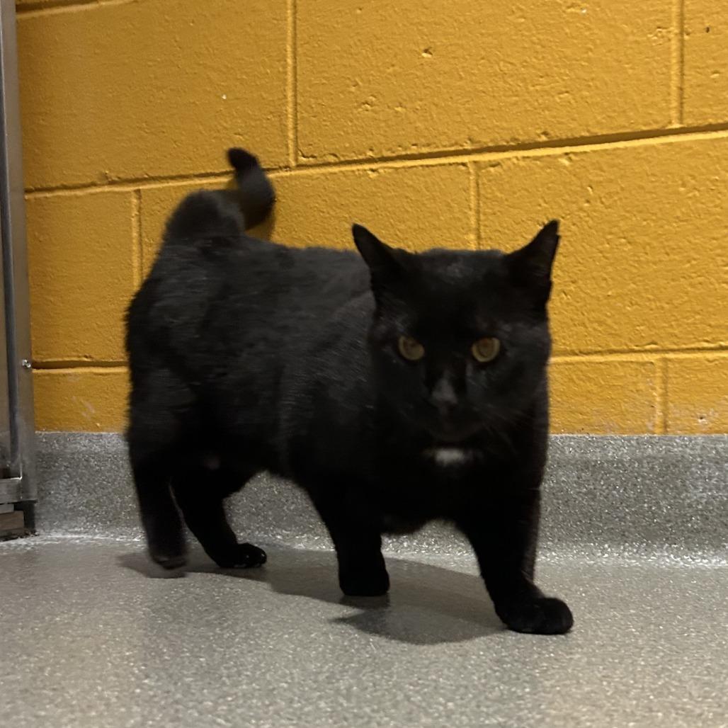 Enlarge Lector, a Adoptable mixed breed in Chesapeake, VA image 2/4