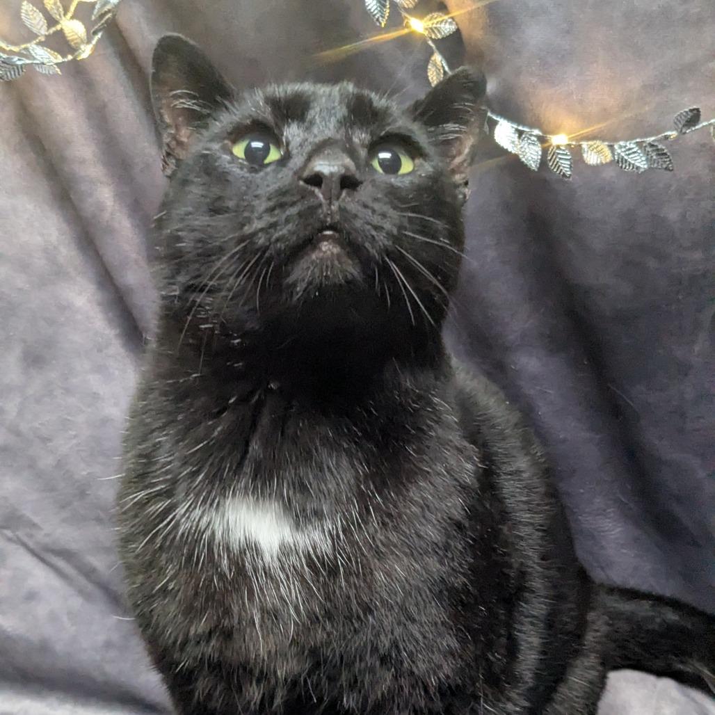 Enlarge Lector, a Adoptable mixed breed in Chesapeake, VA image 3/4