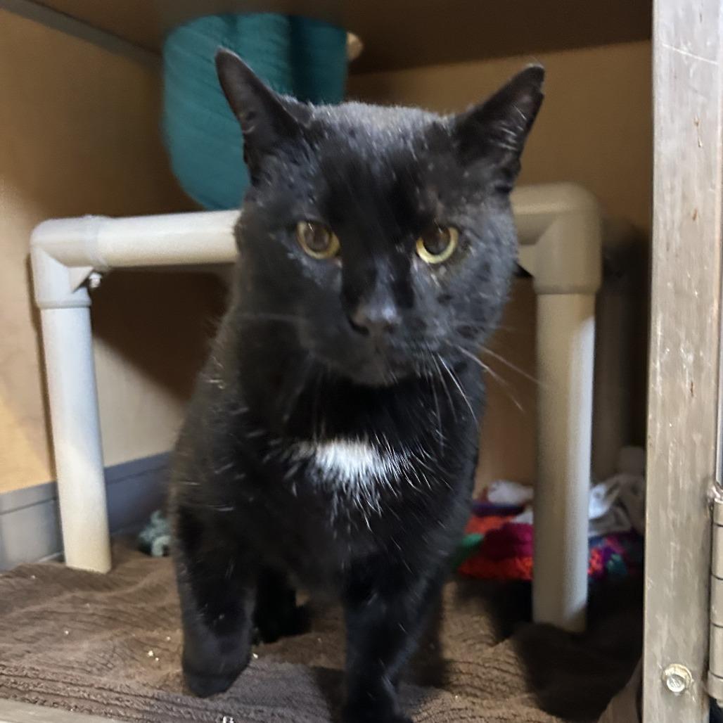 Enlarge Lector, a Adoptable mixed breed in Chesapeake, VA image 4/4