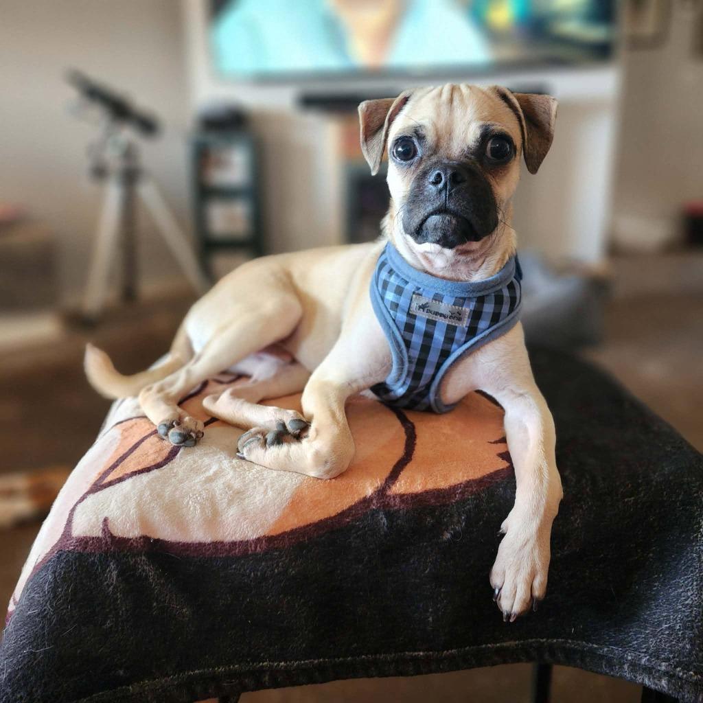 Spudnut, Adoptable, Puppy Male Pug.