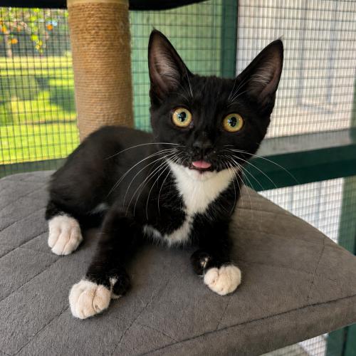 Enlarge Pinky, a Adoptable mixed breed in Lathrop, CA image 1/2