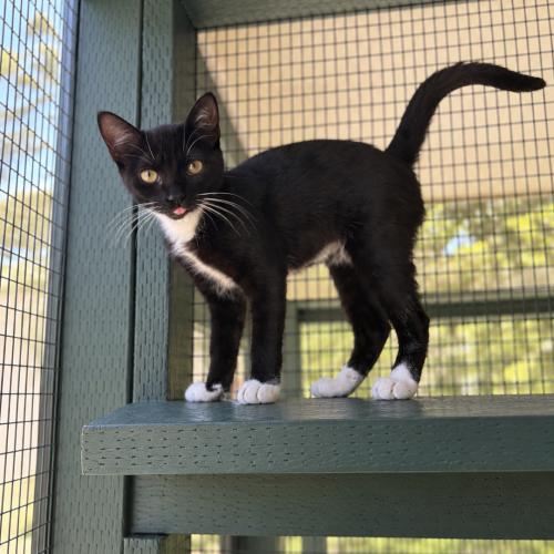 Enlarge Pinky, a Adoptable mixed breed in Lathrop, CA image 2/2