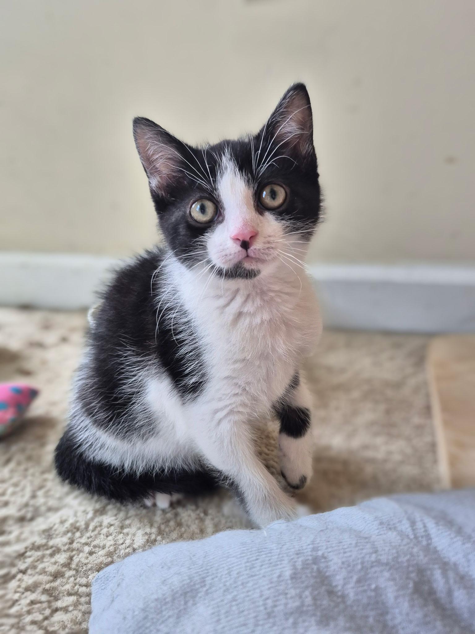 Jack and Meg, a ADOPTABLE American Shorthair in West newton, PA image 2/2
