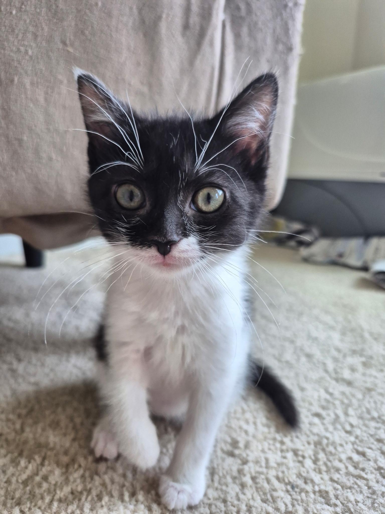 Jack and Meg, ADOPTABLE, Kitten Male American Shorthair.