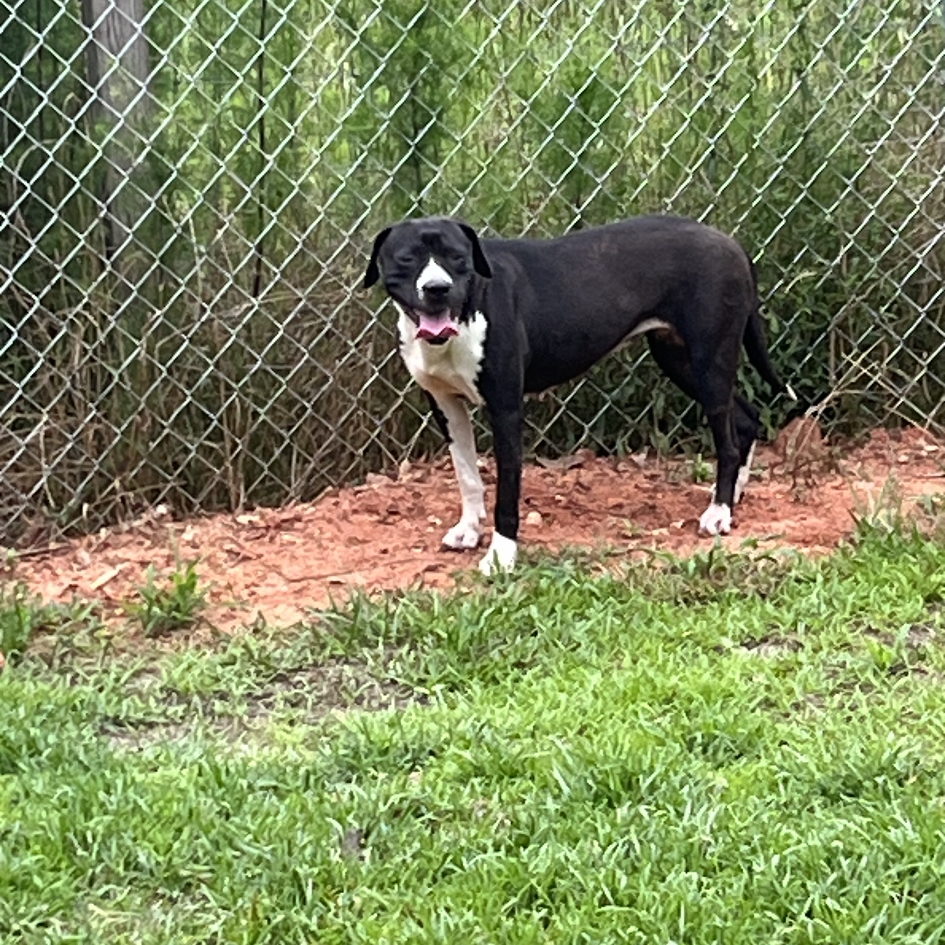 Jenny, a Adoptable mixed breed in Brewton, AL image 3/6