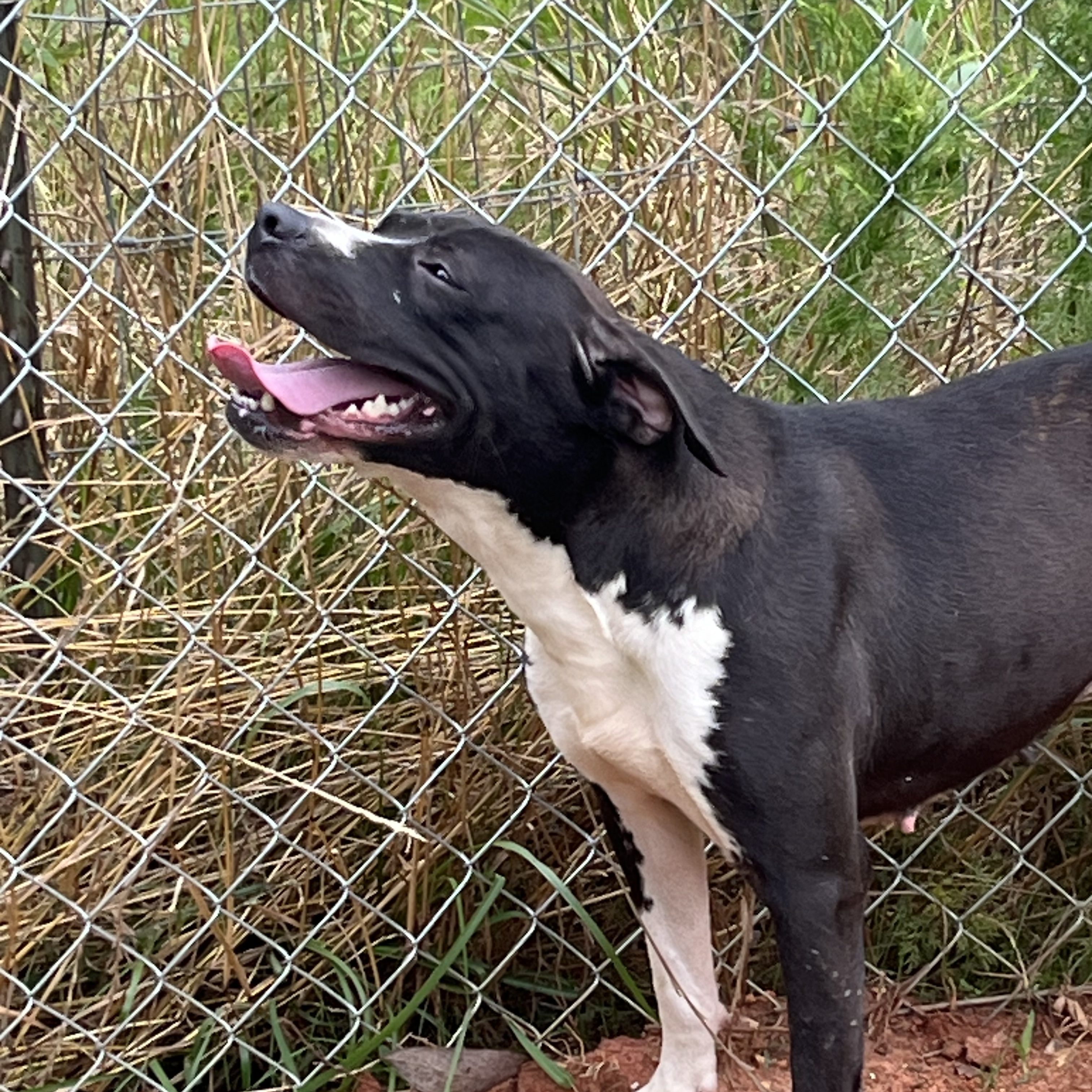 Jenny, a Adoptable mixed breed in Brewton, AL image 4/6