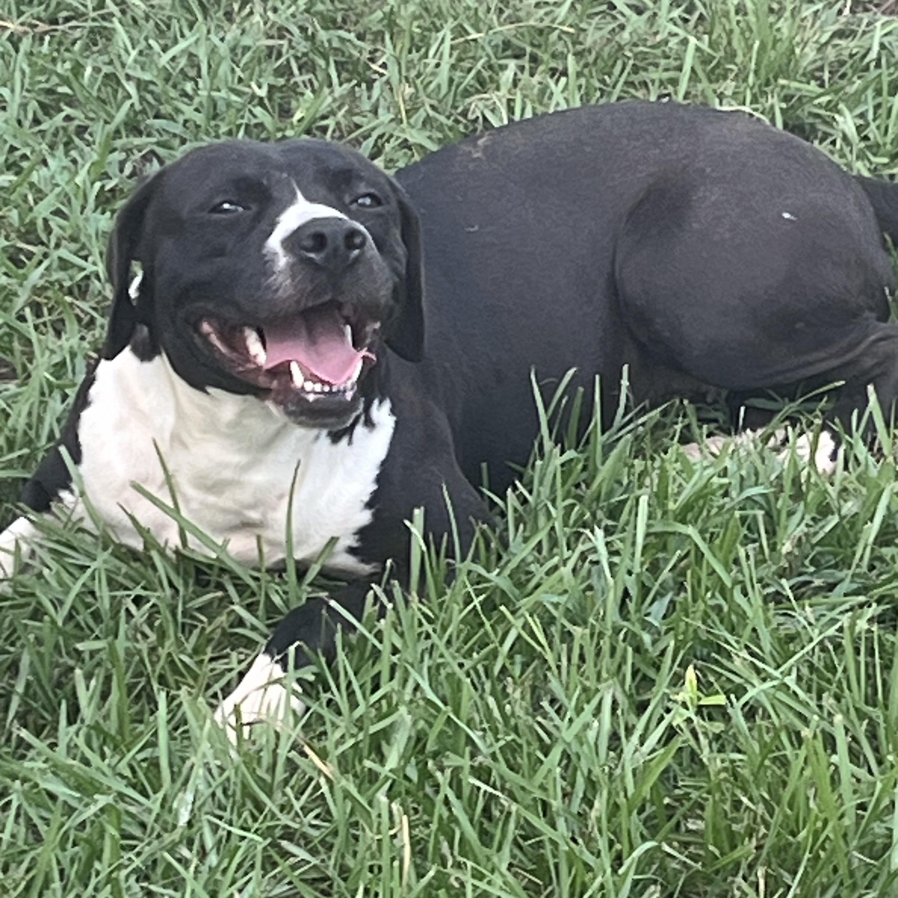 Jenny, a Adoptable mixed breed in Brewton, AL image 1/6