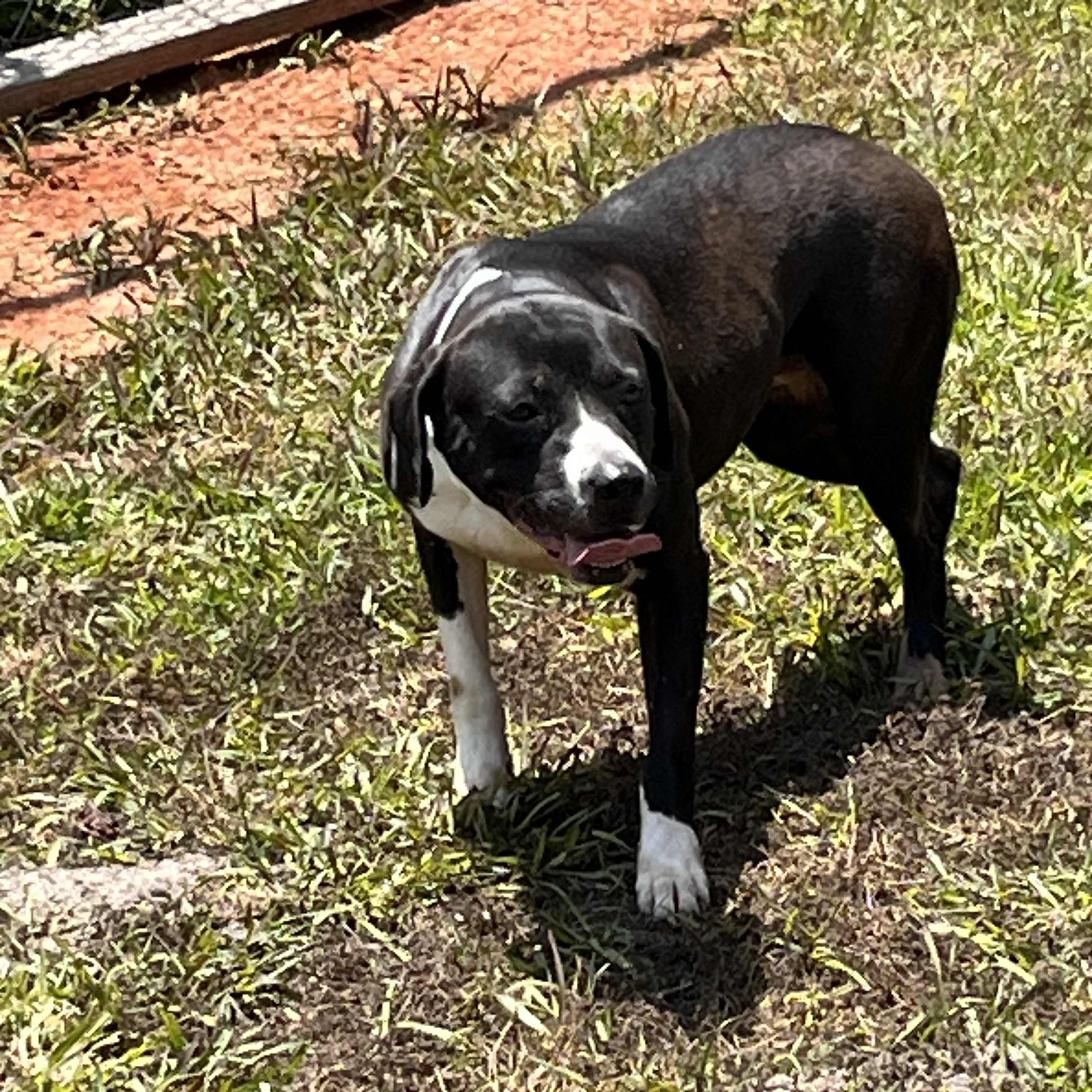 Jenny, a Adoptable mixed breed in Brewton, AL image 5/6