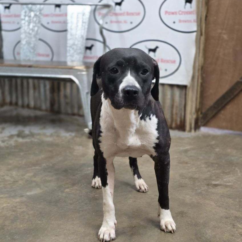Jenny, a Adoptable mixed breed in Brewton, AL image 2/6