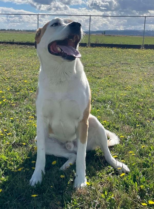 Goose, a Adoptable mixed breed in McMinnville, OR image 1/5