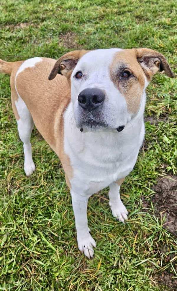 Goose, a Adoptable mixed breed in McMinnville, OR image 5/5