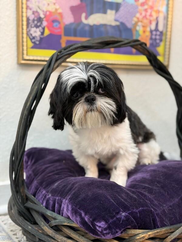 Bandit Hoverfluff Love Muffin