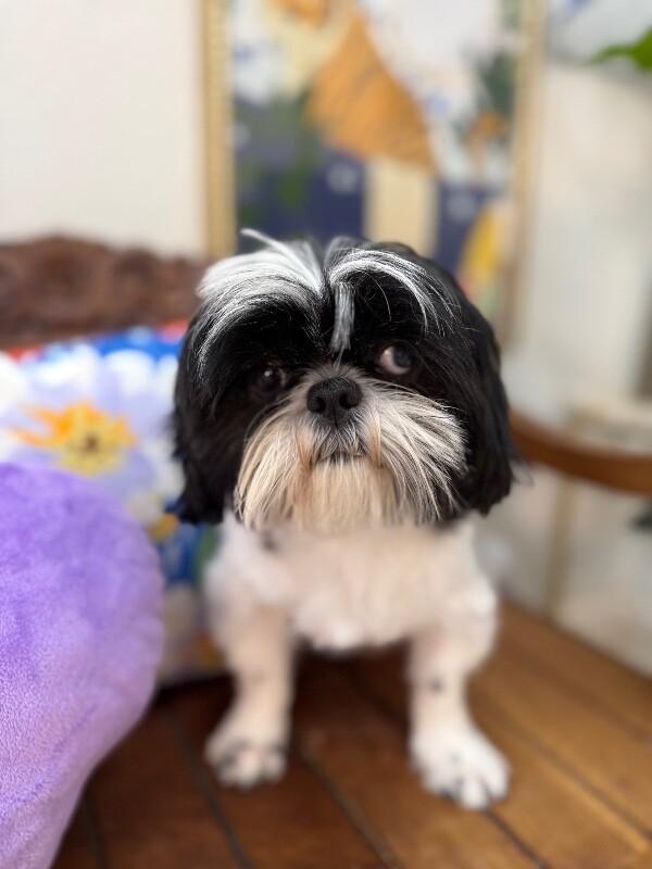 Bandit Hoverfluff Love Muffin — thumbnail 2