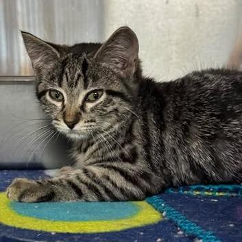 Enlarge Jasmine, a Adoptable mixed breed in Shinnston, WV image 1/2