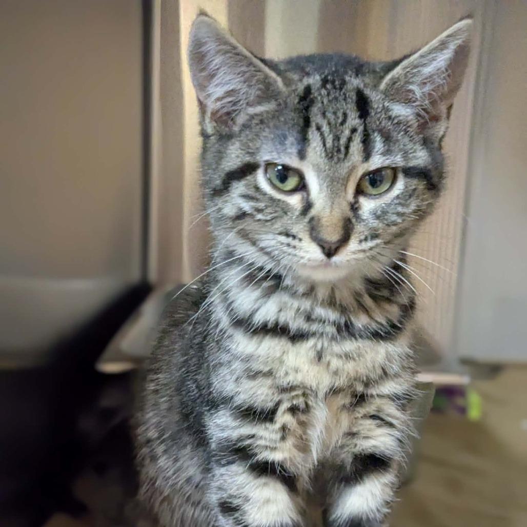 Enlarge Jasmine, a Adoptable mixed breed in Shinnston, WV image 2/2