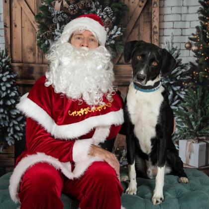 Max, Adoptable, Adult Male Mixed Breed & Mixed Breed.