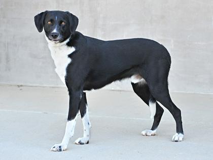 Enlarge Max, a Adoptable Mixed Breed in Longmont, CO image 2/3