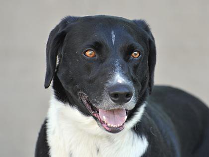 Enlarge Max, a Adoptable Mixed Breed in Longmont, CO image 3/3