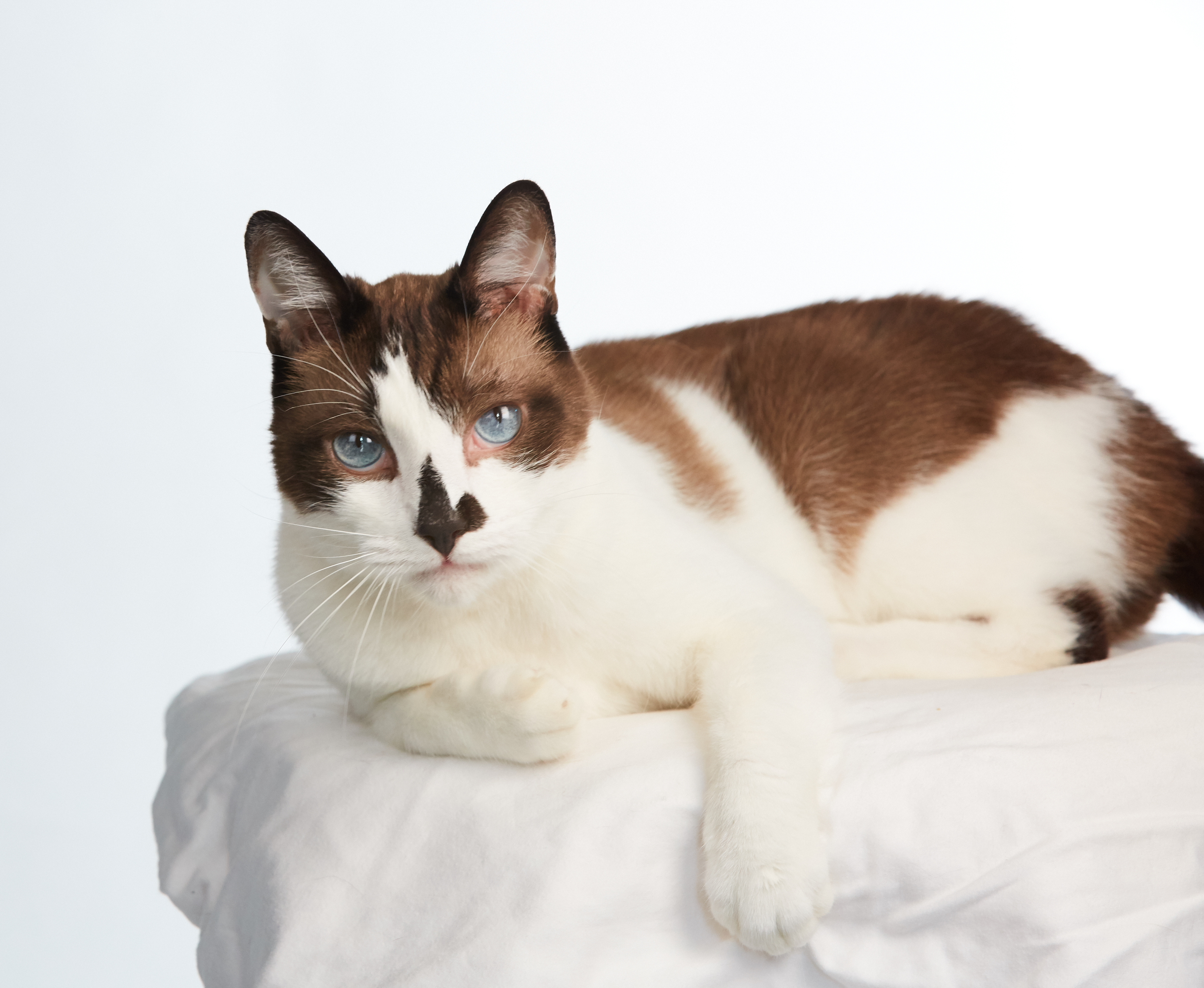 Enlarge Choccy, a Adoptable mixed breed in Los Angeles, CA image 1/12