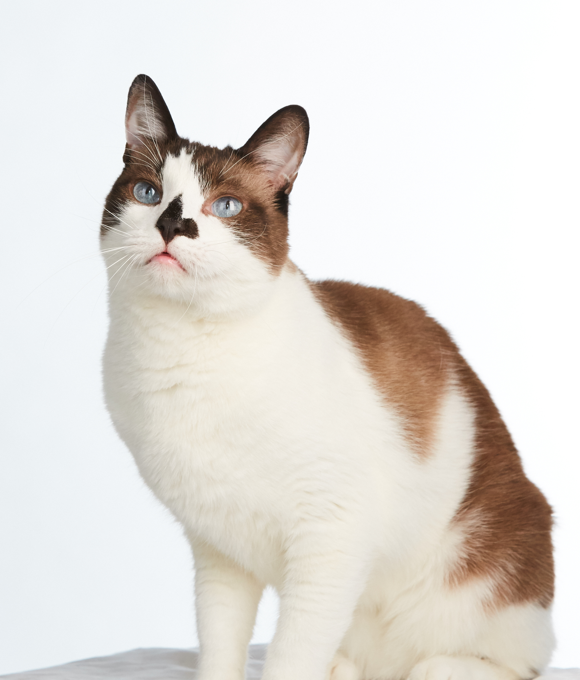 Enlarge Choccy, a Adoptable mixed breed in Los Angeles, CA image 2/12