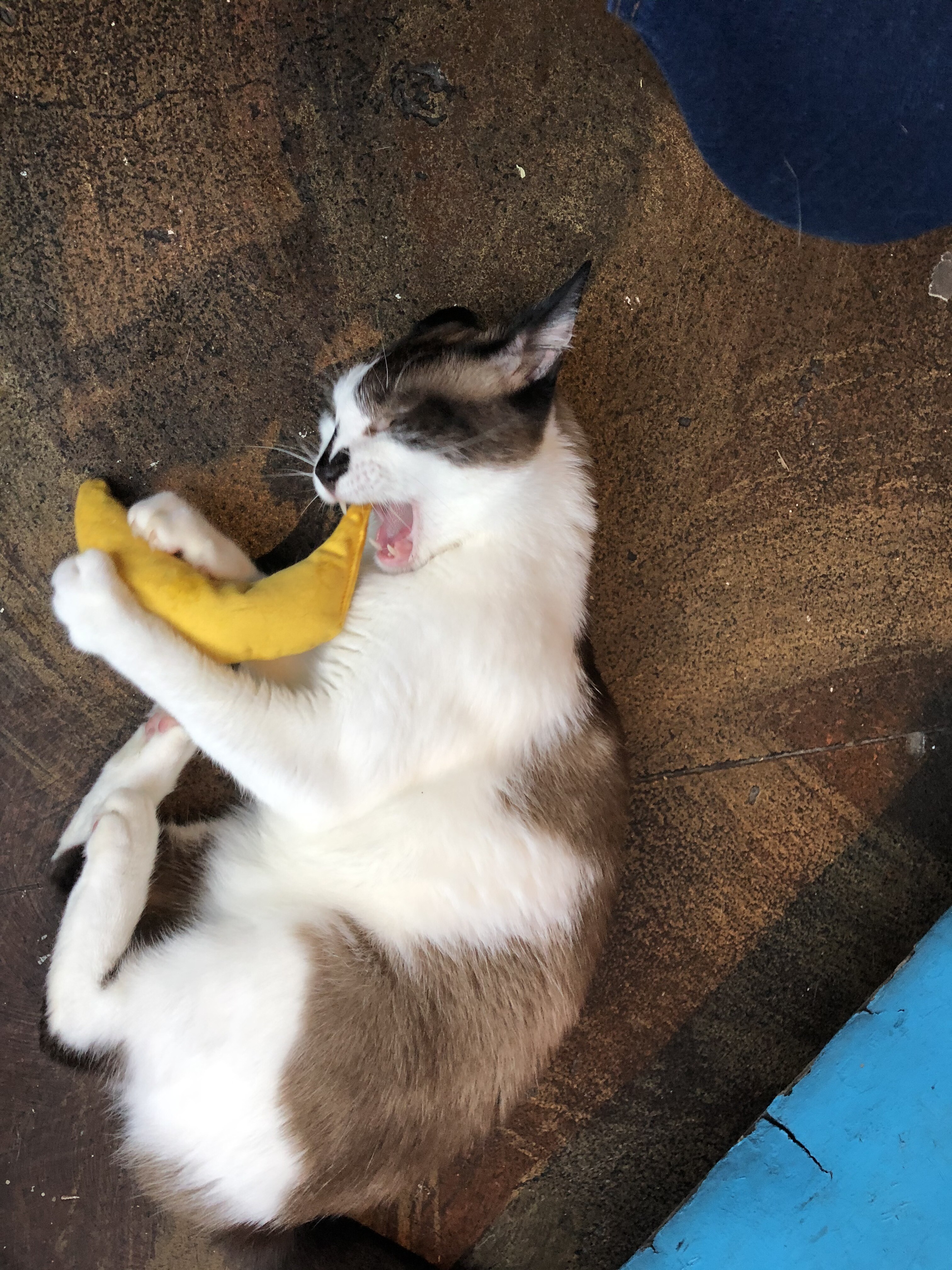 Enlarge Choccy, a Adoptable mixed breed in Los Angeles, CA image 3/12