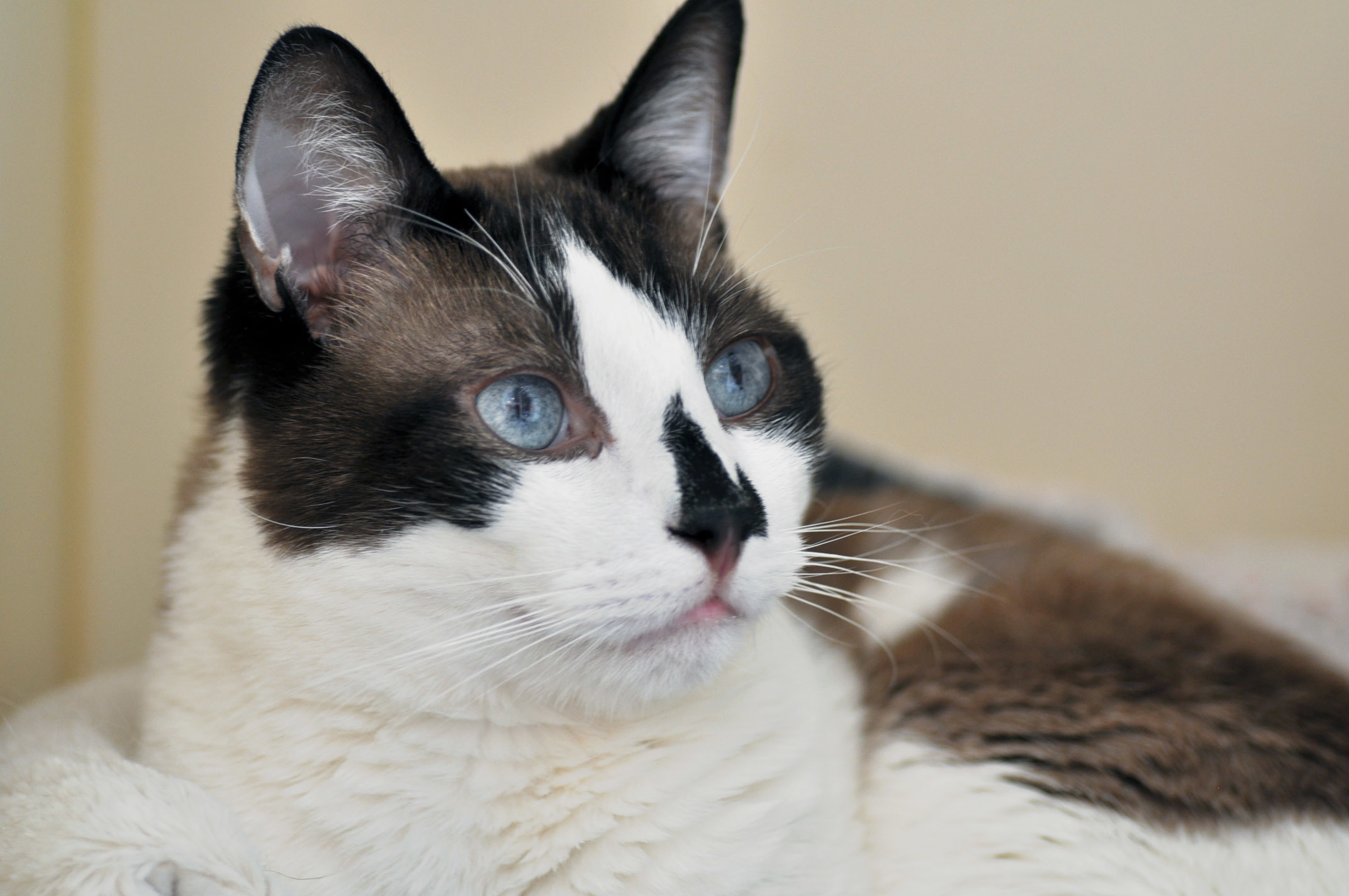 Enlarge Choccy, a Adoptable mixed breed in Los Angeles, CA image 4/12