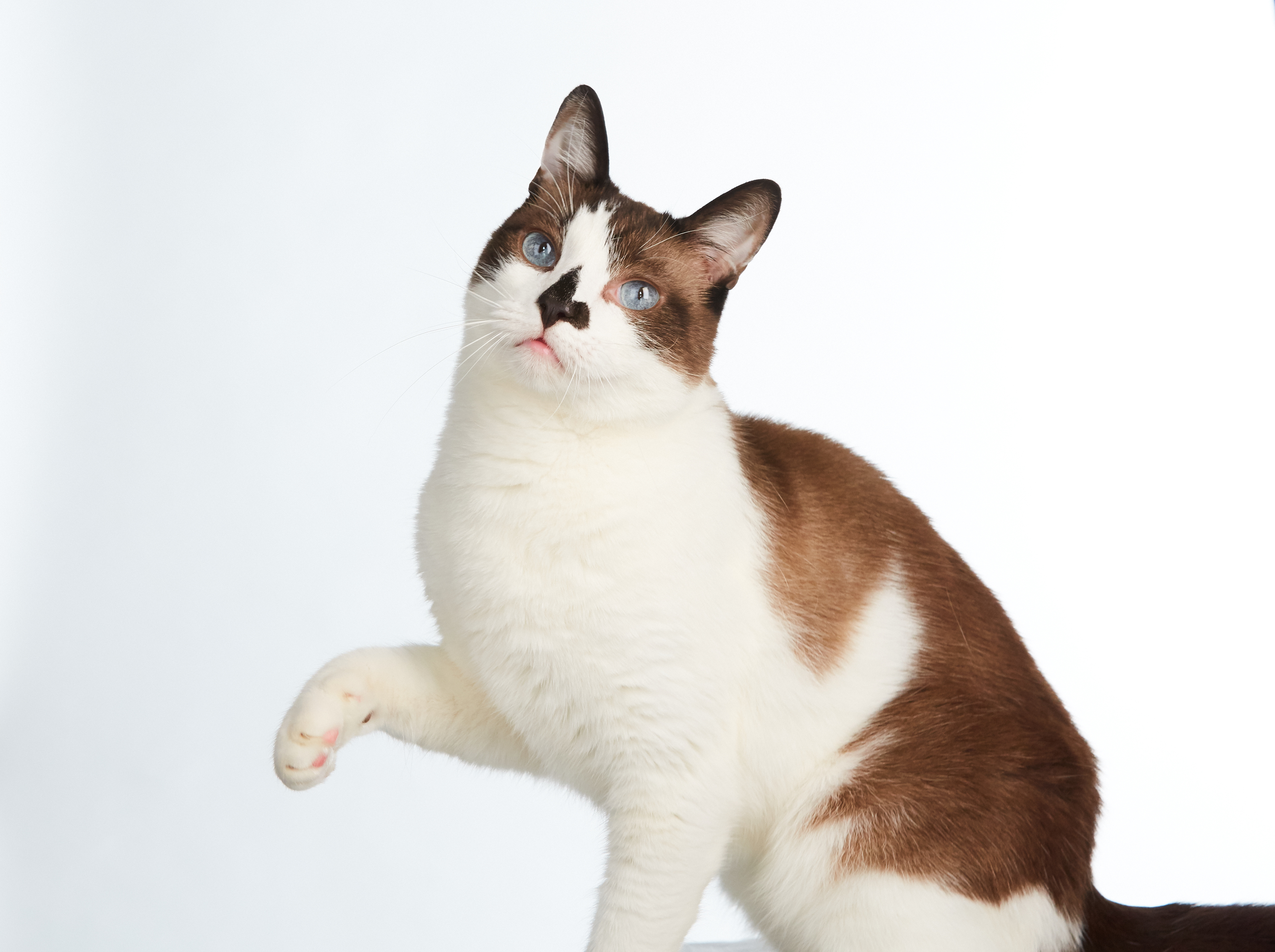 Enlarge Choccy, a Adoptable mixed breed in Los Angeles, CA image 5/12