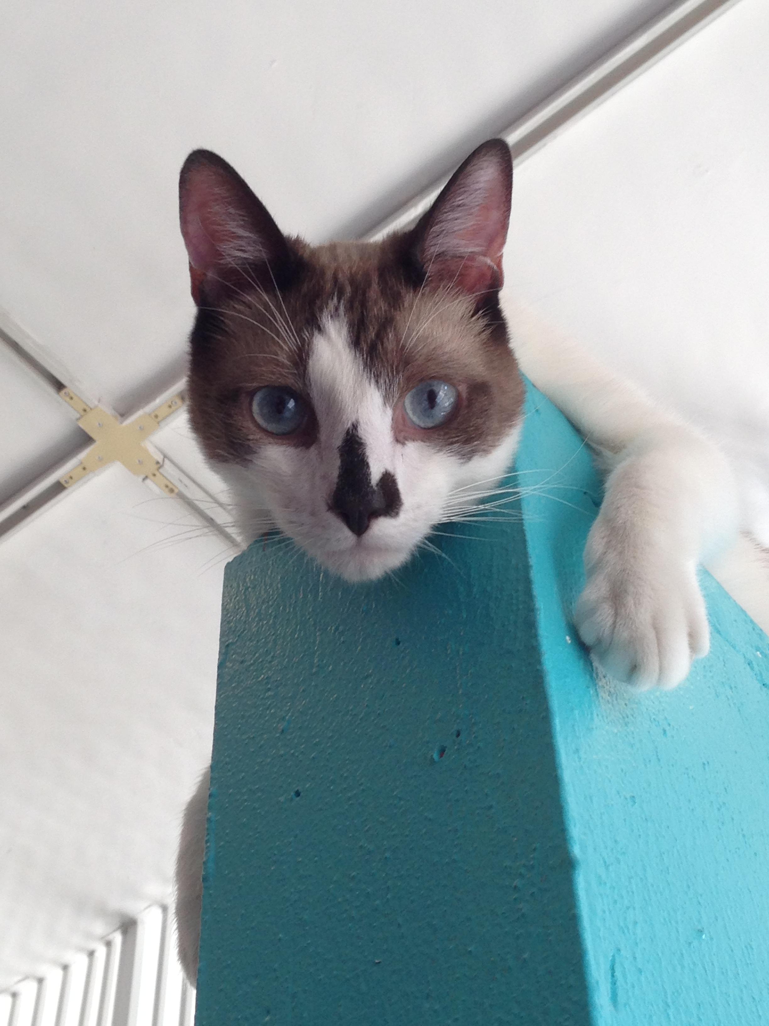 Enlarge Choccy, a Adoptable mixed breed in Los Angeles, CA image 6/12