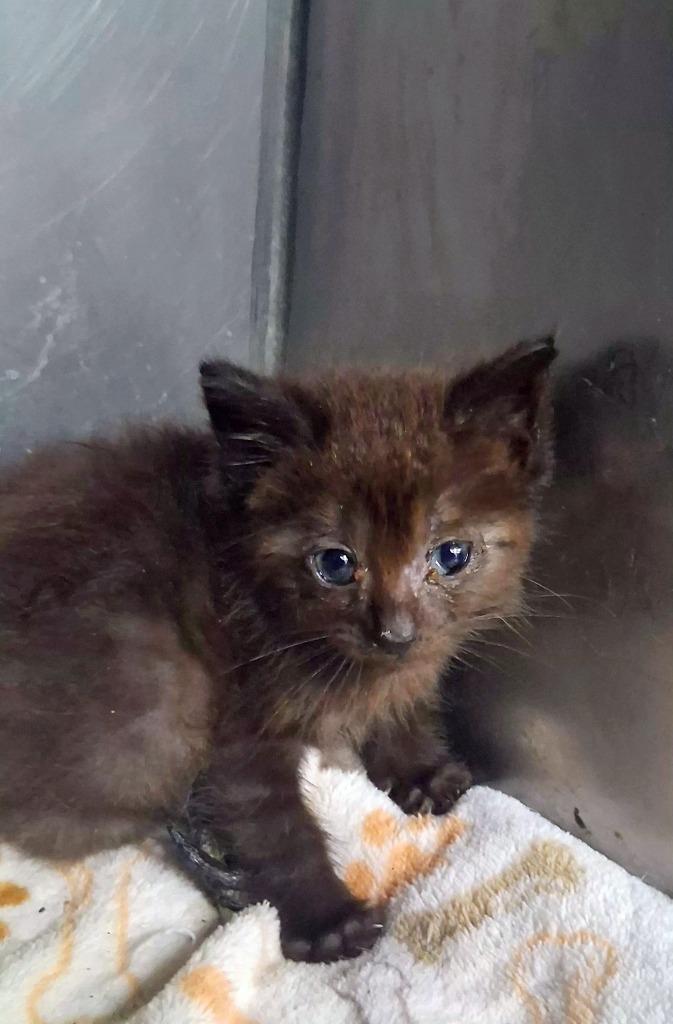 Liv, Adoptable, Kitten Female Domestic Short Hair.