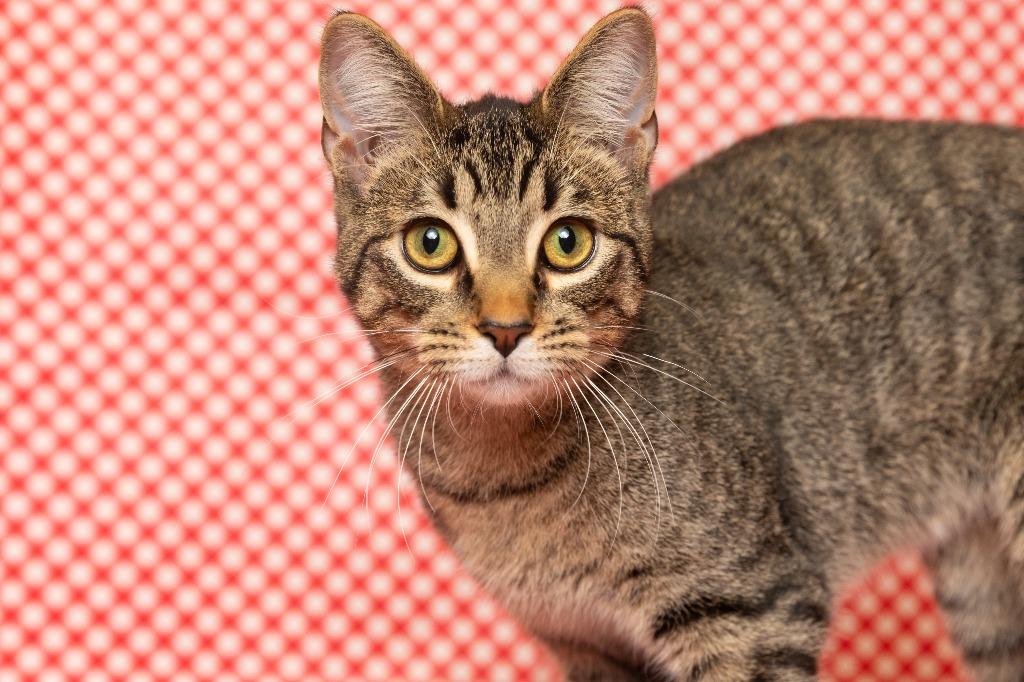 Enlarge Twitch, a Adoptable mixed breed in Sandusky, OH image 1/3