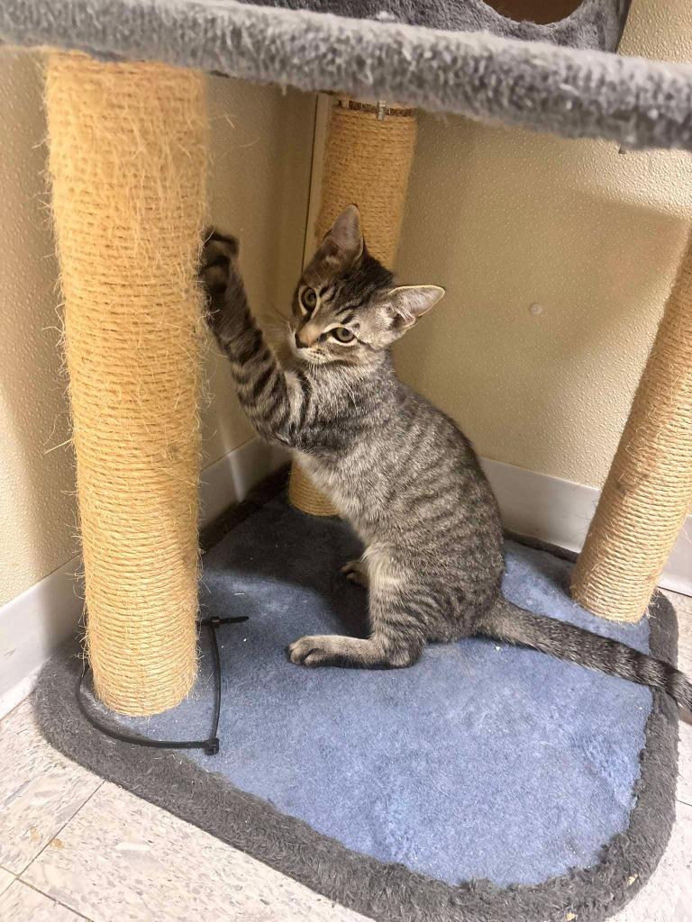 Twitch, Adoptable, Kitten Male Domestic Short Hair.