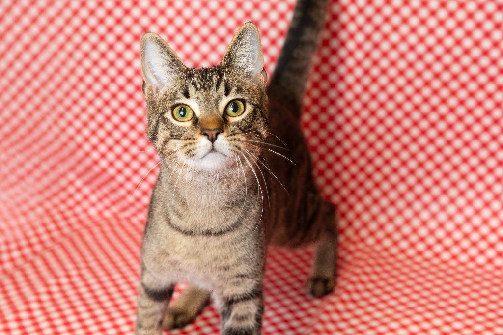 Enlarge Twitch, a Adoptable mixed breed in Sandusky, OH image 3/3