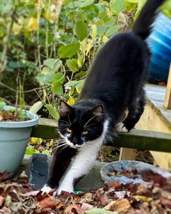 Zoe, ADOPTABLE, Adult Female Domestic Medium Hair.