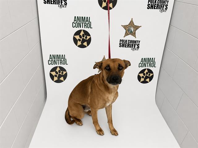XANDER, Adoptable, Young Male Black Mouth Cur & Mixed Breed.