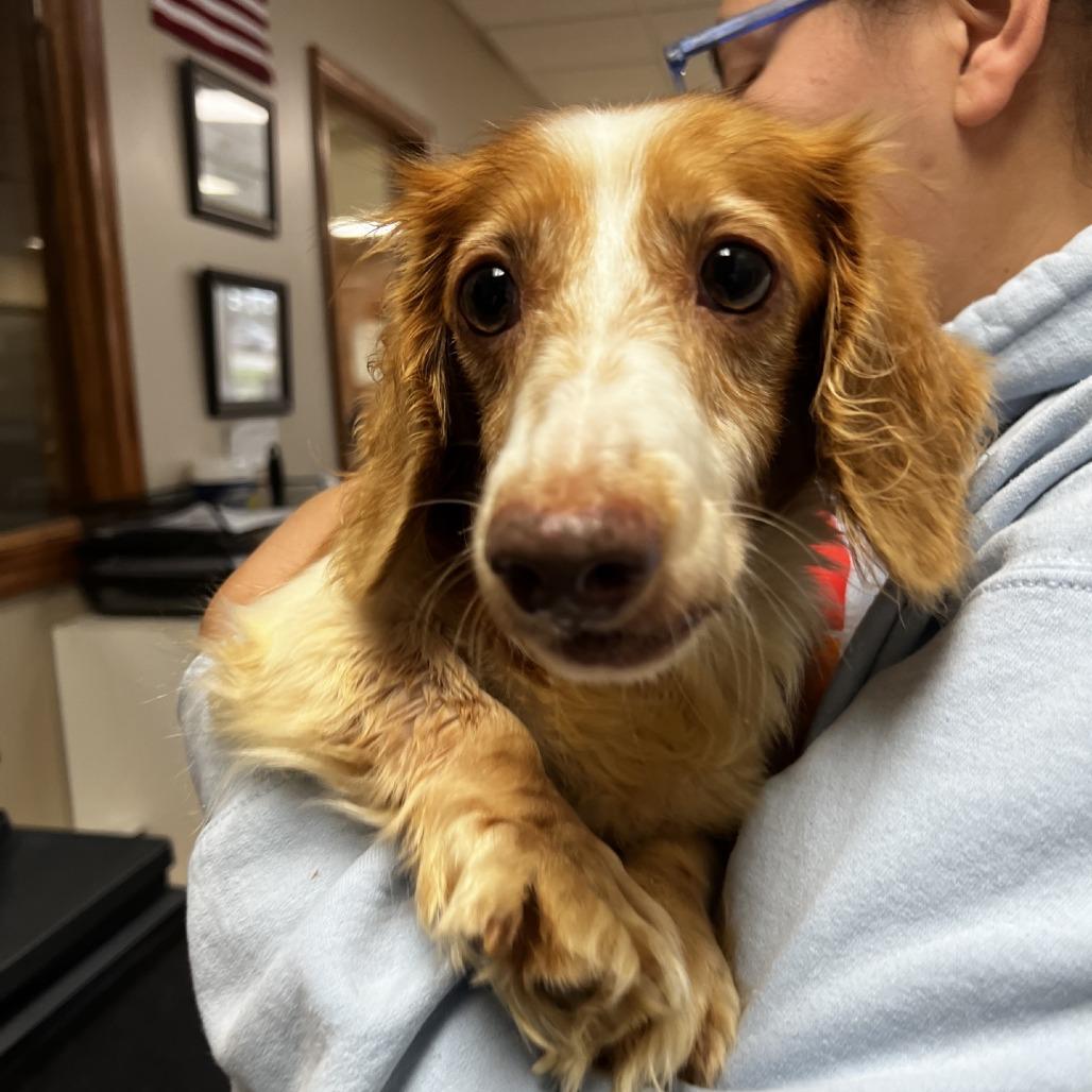 Maple, Adoptable, Senior Female Dachshund (Miniature Long Haired).