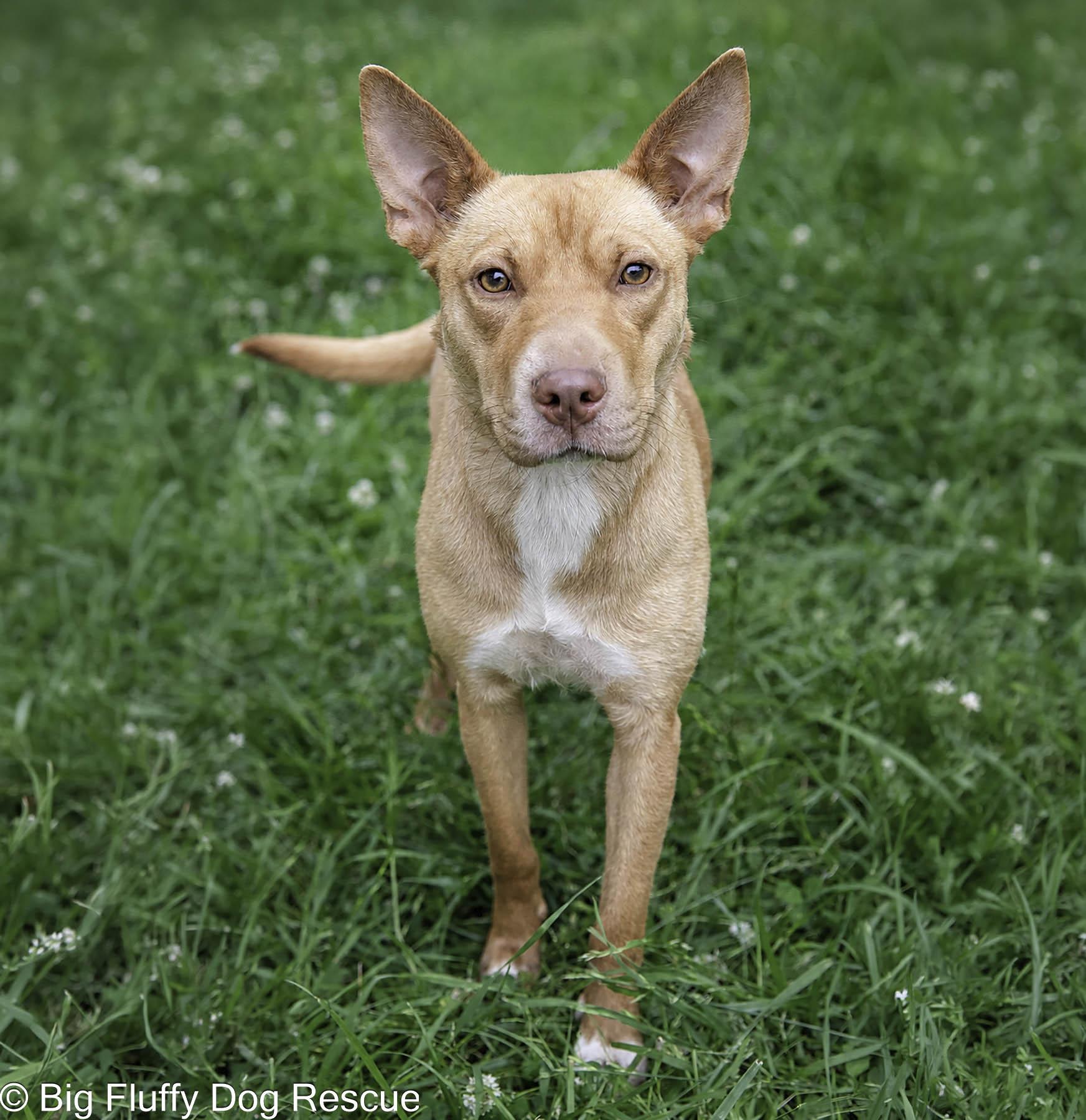 Enlarge Camper, a Adopted mixed breed in Milwaukee, WI image 2/4