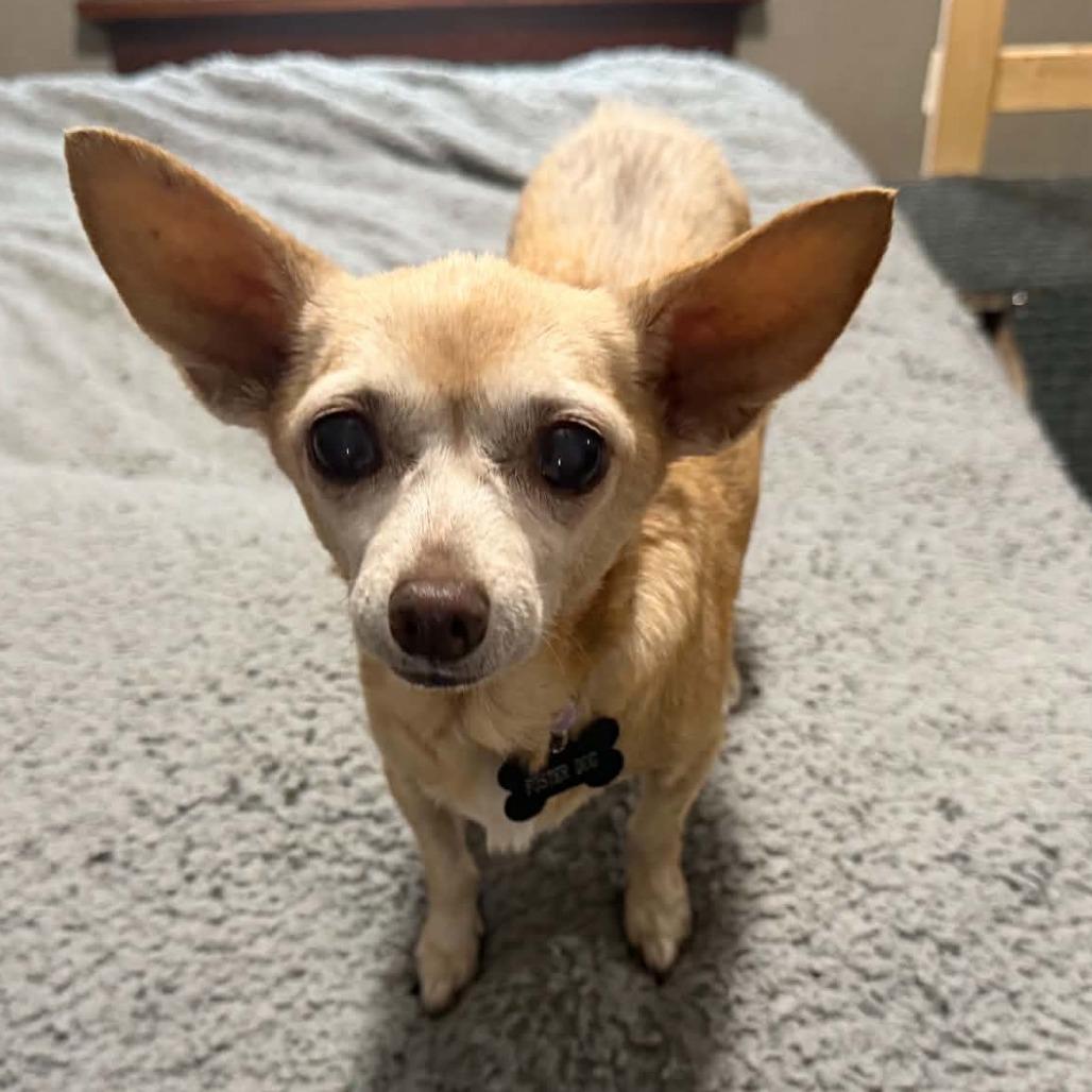 Gladys $300, Adoptable, Senior Female Chihuahua.