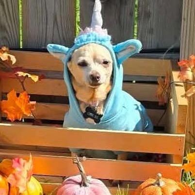Enlarge Gladys $300, a Adoptable Chihuahua in Milwaukee, WI image 2/5