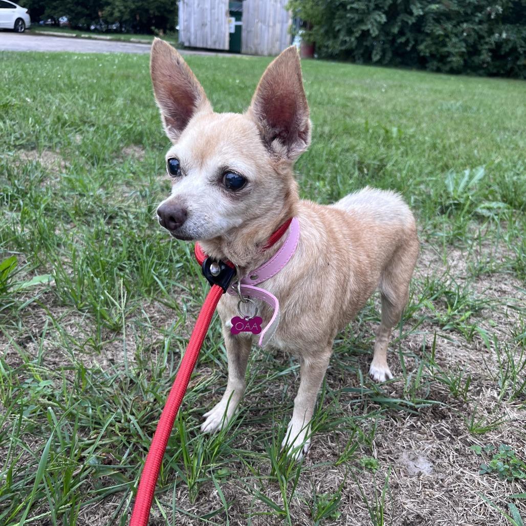 Enlarge Gladys $300, a Adoptable Chihuahua in Milwaukee, WI image 3/5