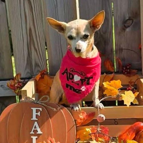 Enlarge Gladys $300, a Adoptable Chihuahua in Milwaukee, WI image 4/5