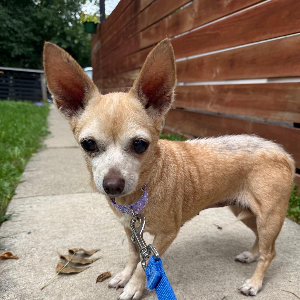 Enlarge Gladys $300, a Adoptable Chihuahua in Milwaukee, WI image 5/5