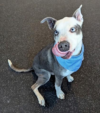 Kermit, Adoptable, Young Male Husky & Mixed Breed.
