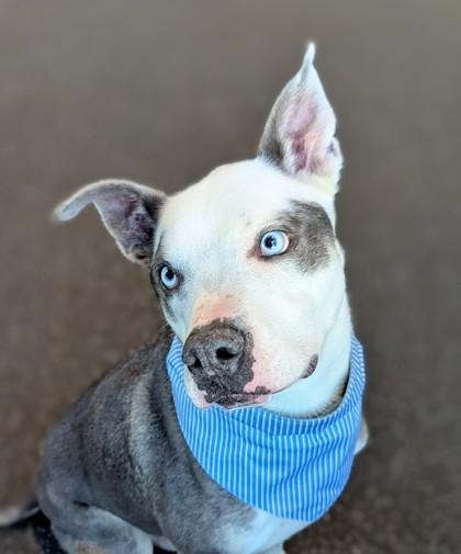 Enlarge Kermit, a Adoptable mixed breed in Portola, CA image 2/3