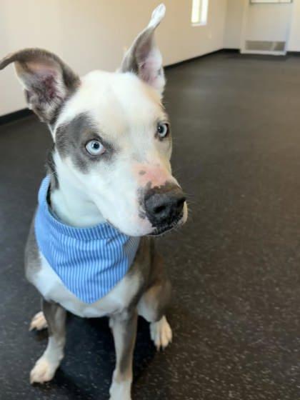Enlarge Kermit, a Adoptable mixed breed in Portola, CA image 3/3
