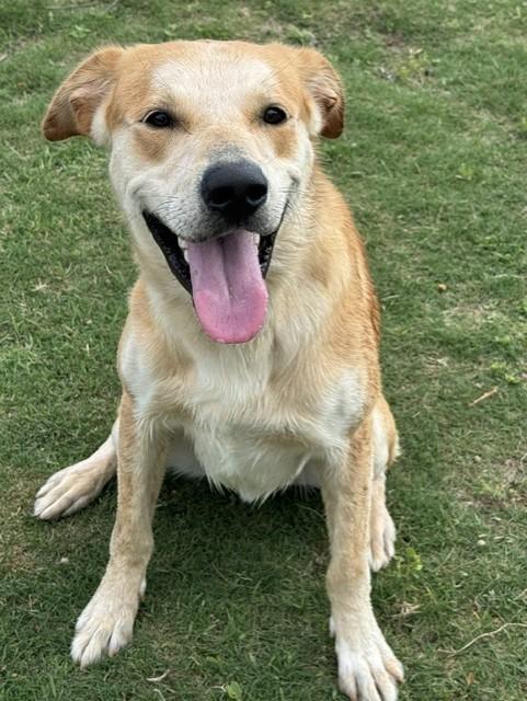 MARSHMELLOW, an adopted mixed breed in Lynn Haven, FL image 1/4