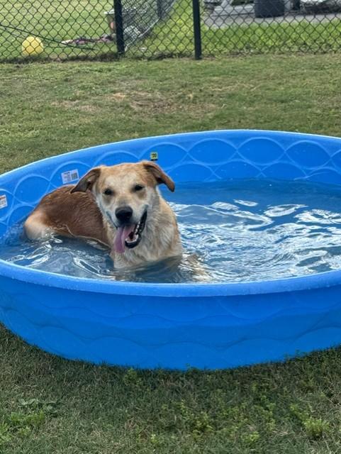 MARSHMELLOW, an adopted mixed breed in Lynn Haven, FL image 3/4